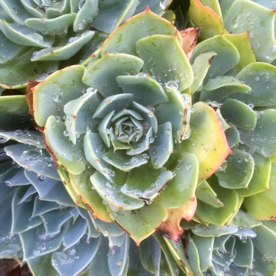 Random arty photo from parent's garden