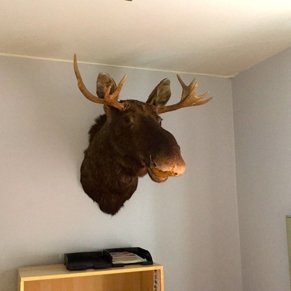 Hostel Vandrerhjem - moose head