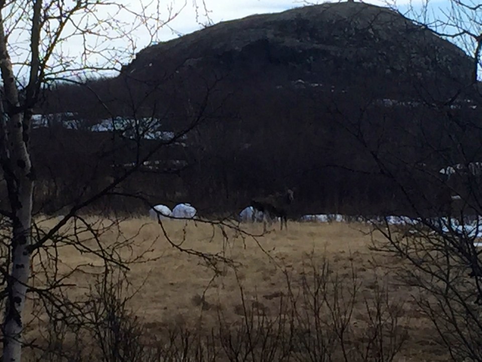 A rather blurry picture of the only Moose I came across