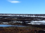 Grazing reindeer in Norway