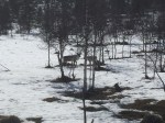 Reindeer in the sunshine near Kautokeino