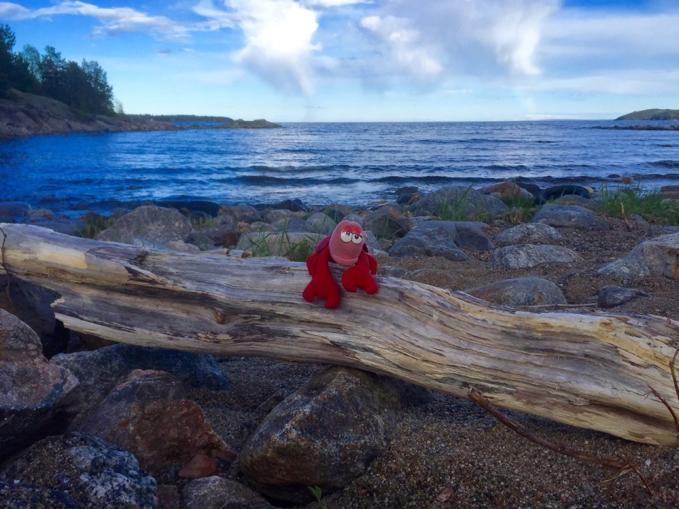 Travelling Lobster modelling a catalogue pose in Sweden