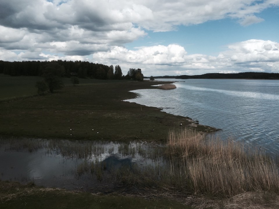 Canada Geese and goslings near Stockholm, Sweden