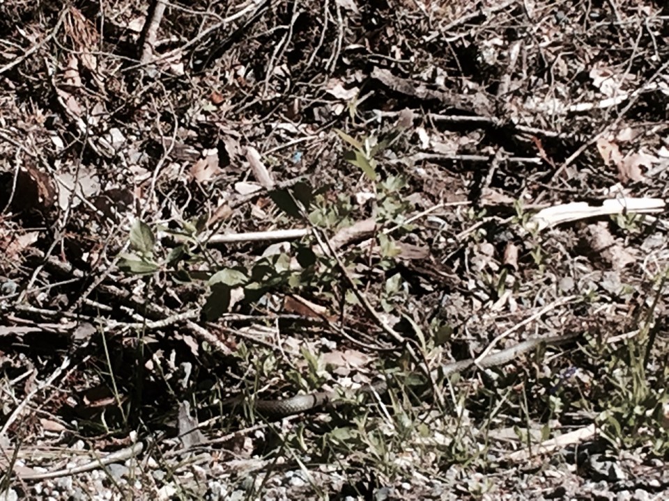 There's a snake in this picture, also from Sweden