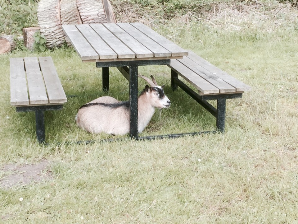 A Danish Goat; I'll find another table then