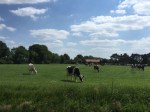 More cows in Germany, these ones were more relaxed