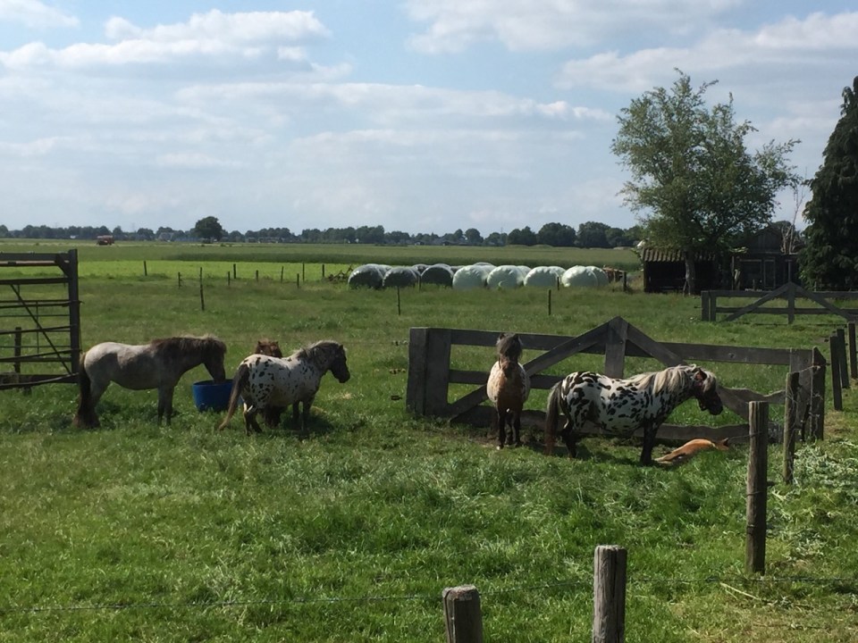 Ponies in The Netherlands
