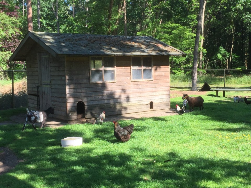 Goats and really big chickens in The Netherlands