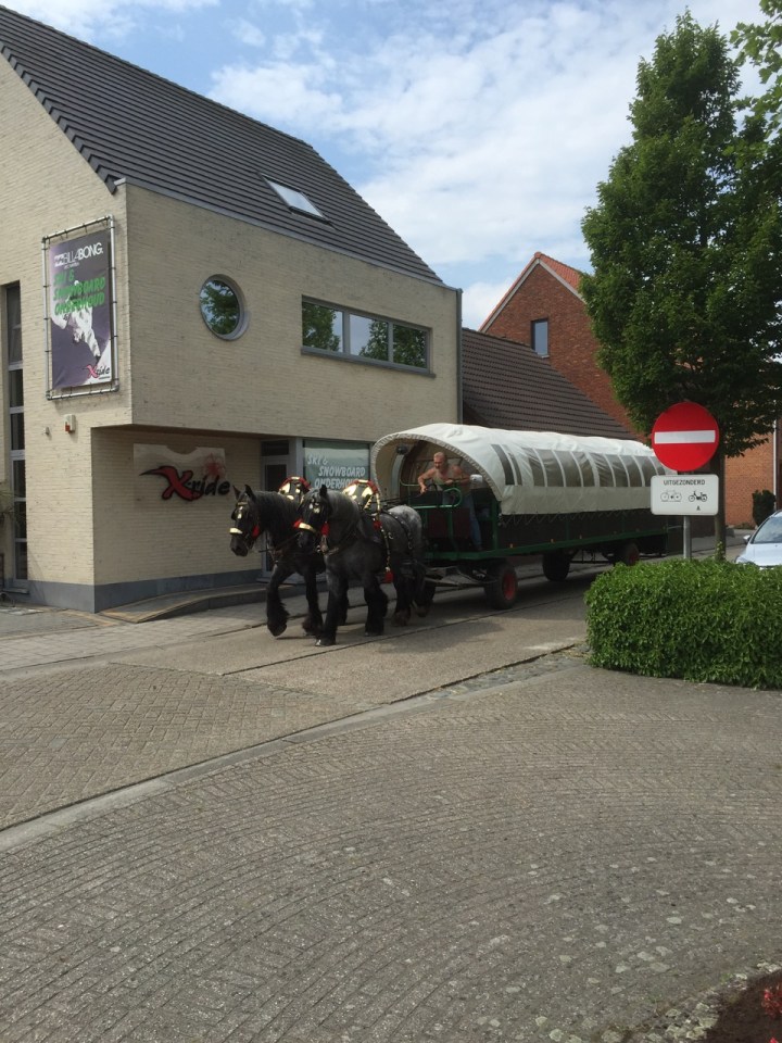 Carriage being drawn by shire horses (or equivalent) in Belgium