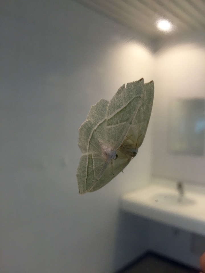 Moth in the mirror