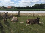 Comfortable looking donkeys in Belgium