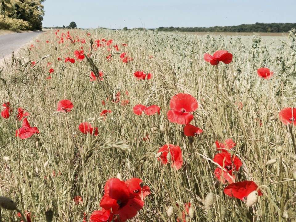 Poppies in France, not far from Paris