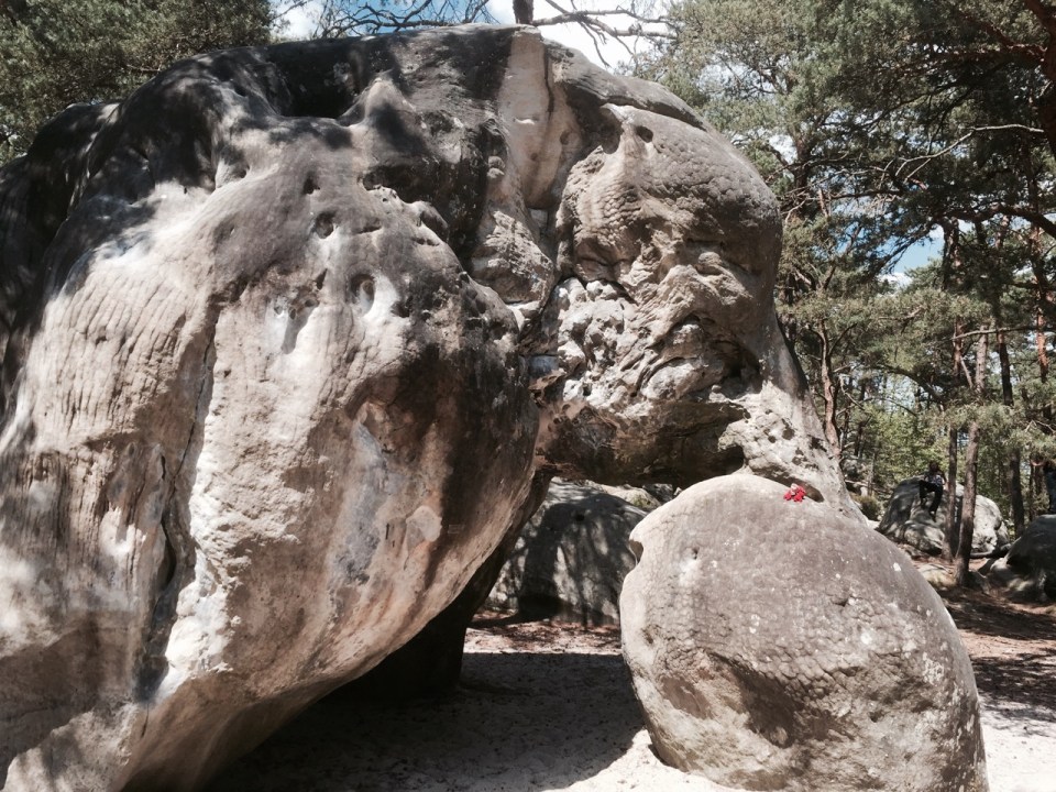 Elephant at the Elephant climbing area near Fountainbleau