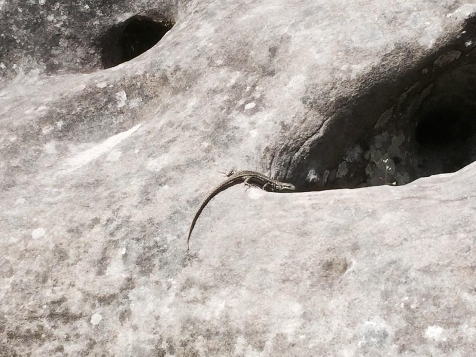 Lizard looking for food in the rocks