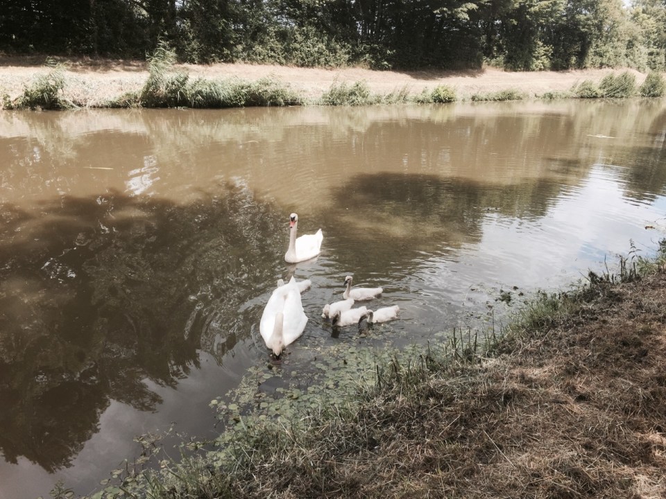 Swans and cygnets on a canal near the Loire in France