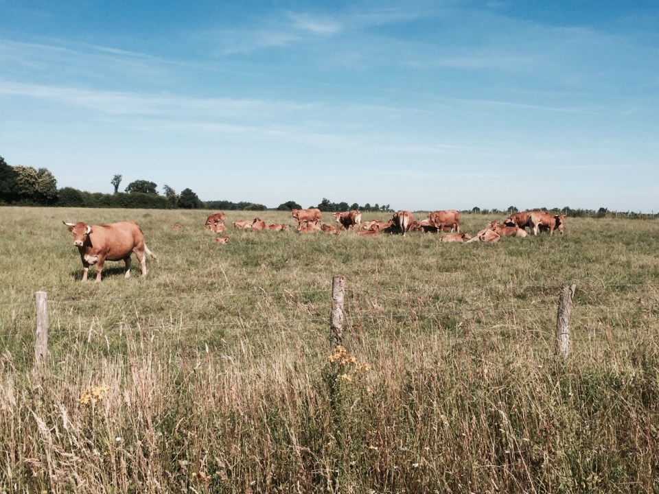 More cows regarding me with suspicion in France