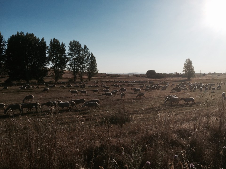 Sheep following shepherd in Southern Spain