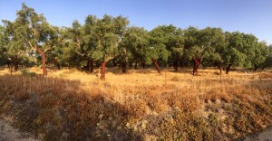 Spain also had some stunning countryside