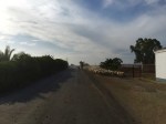Sheep kicking up a dust cloud in Andalucia, Spain