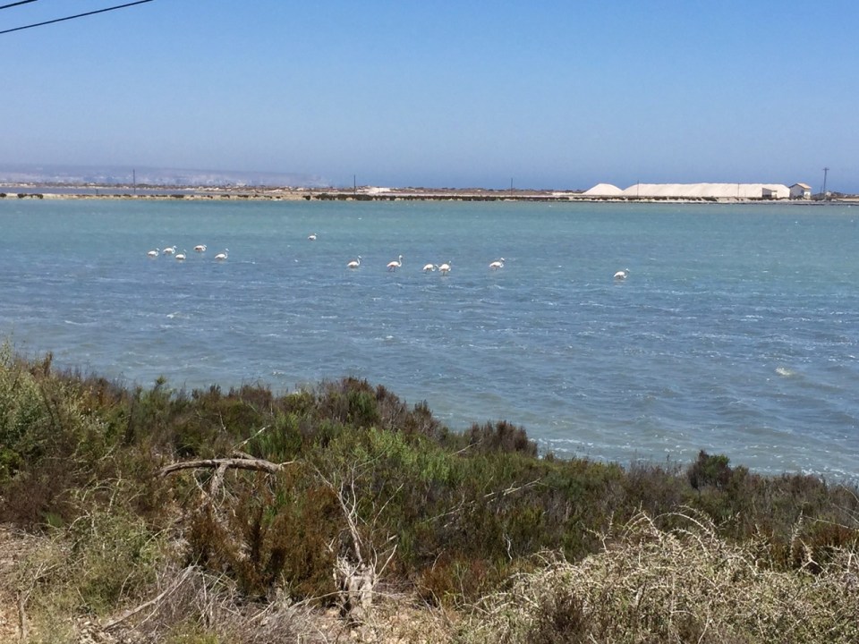 Flamingos in Santa Pola, Spain