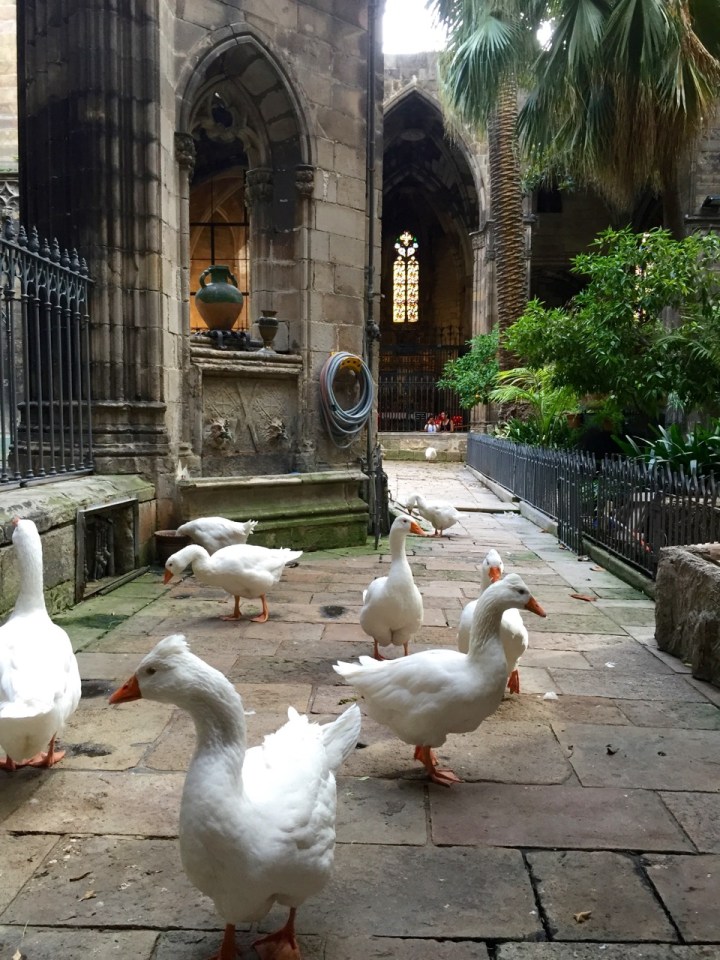 An unexpected find; geese in the Cathedral in Barcelona
