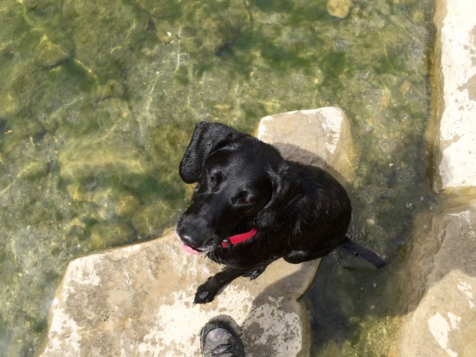 And you've already met Tina the farm dog