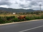 Cow by the roadside in Albania; this occurred a lot