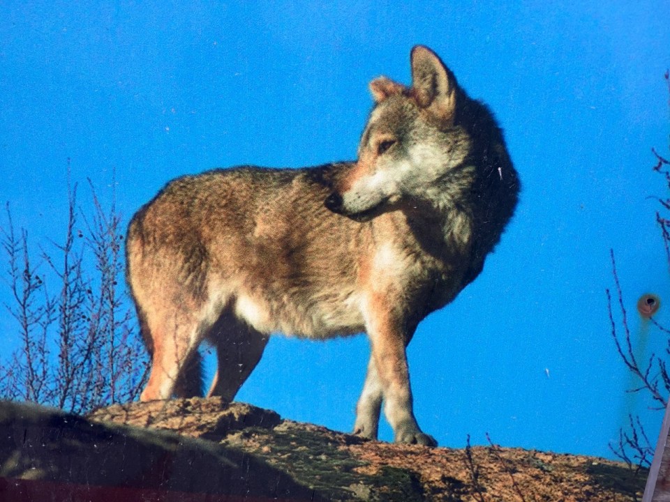 Picture of a picture of a wolf at the sanctuary