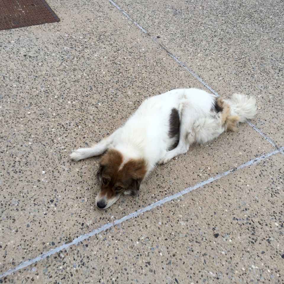 The one friendly dog in Thessaloniki