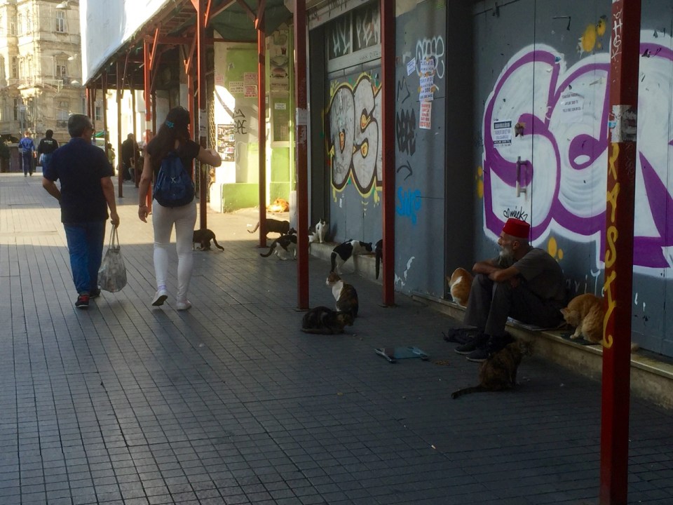 Cats in Istanbul; free roaming cats and dogs just part of Turkish society