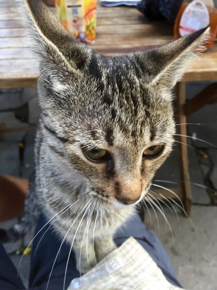 Kitten in Plovdiv, Bulgaria