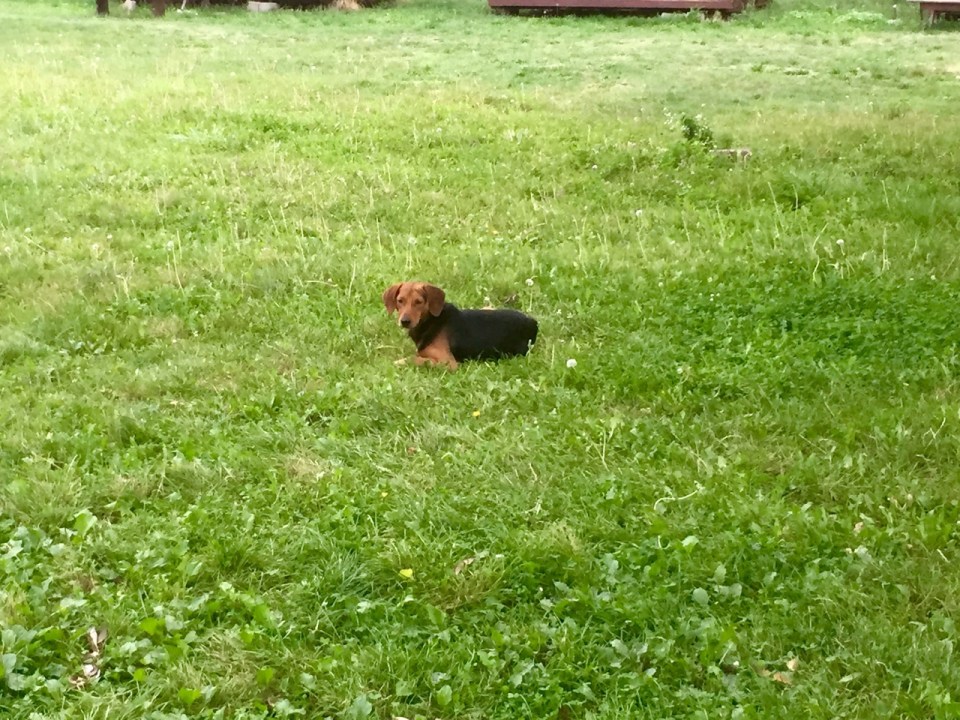 This chap decided to bed down with me at a deserted campsite in Bulgaria, very friendly and tried to follow me the next day :-(