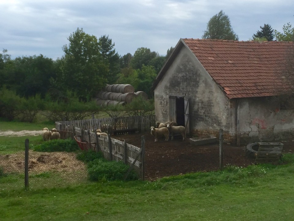 Sheep safely corralled, for once, in Hungary