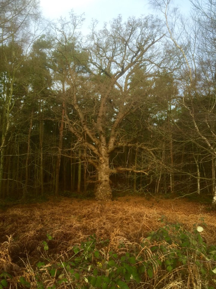 Wise old Oak amongst upstart pines