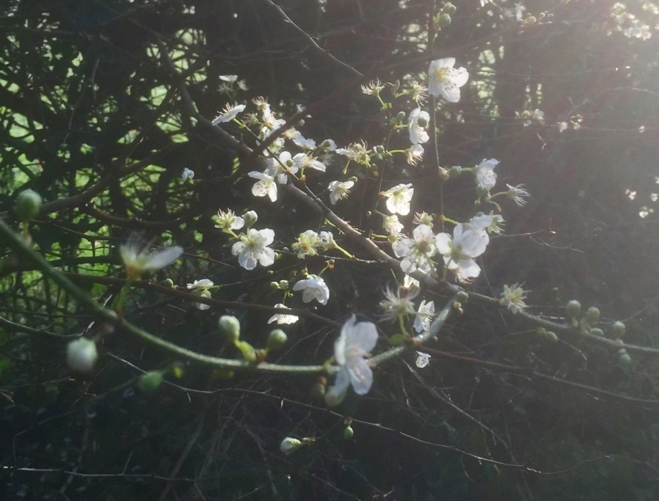 Blackthorn blossom abundant