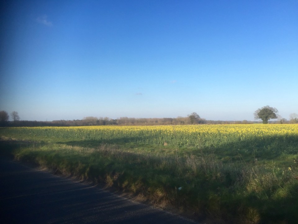 Oil seed rape growing