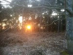 Sun setting through the pines