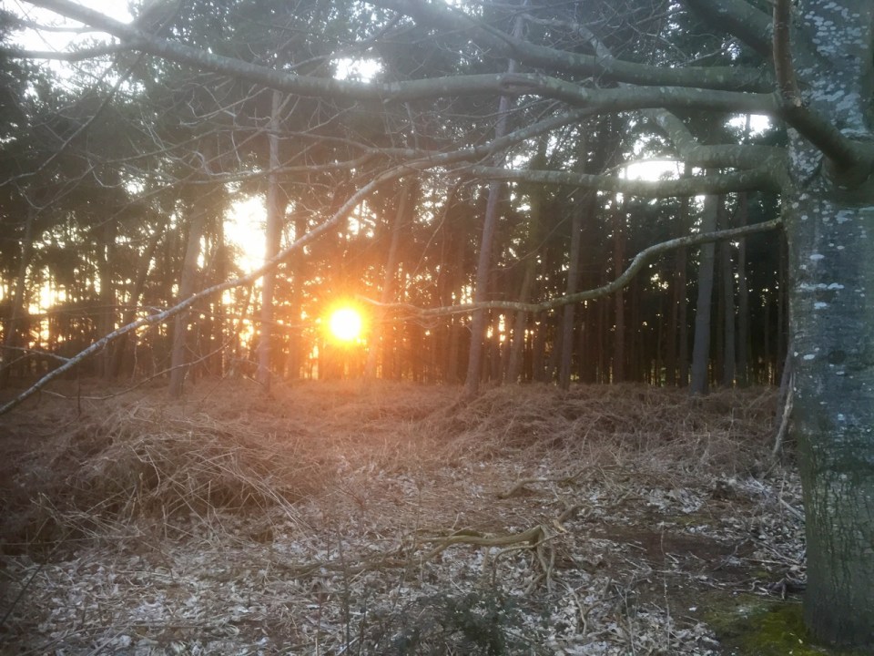 Sun setting through the pines