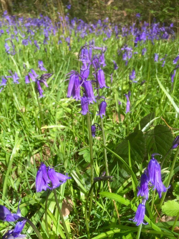 Pretty sure this is a native Bluebell and not it's Spanish cousin