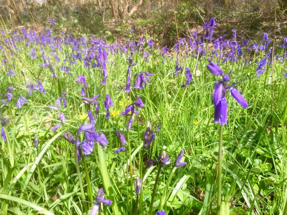 Celandines hidden amongst the Bluebells