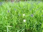 Stitchwort (probably) - white between the blue