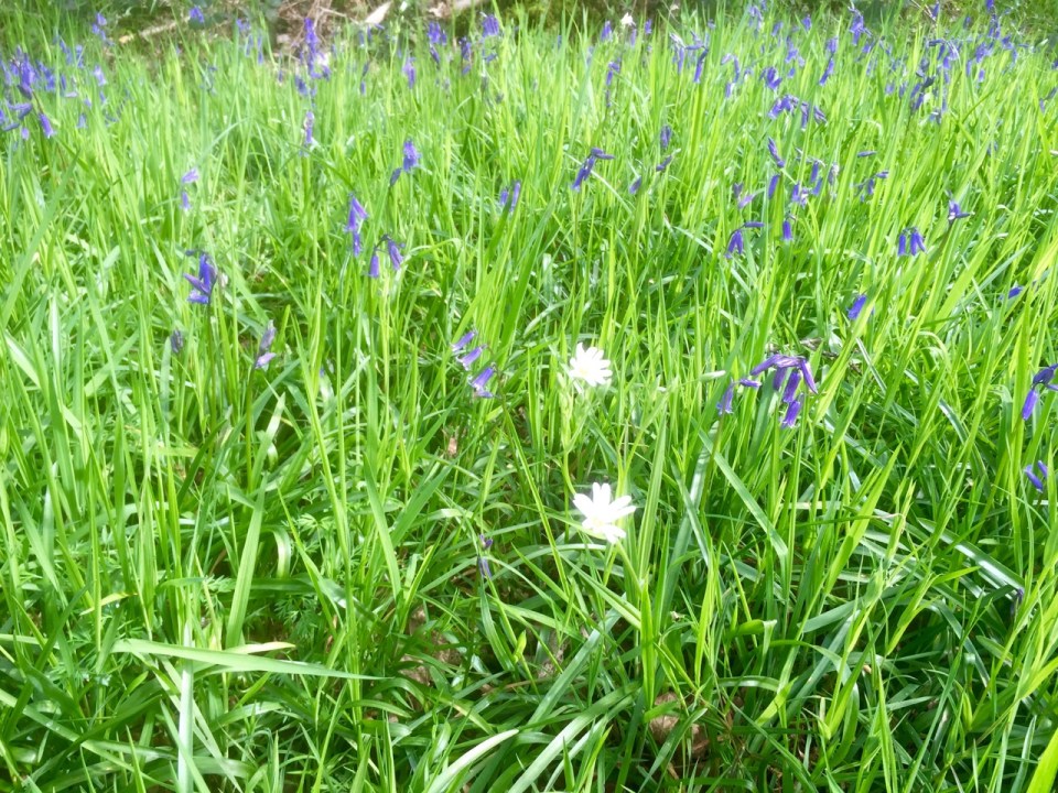 Stitchwort (probably) - white between the blue