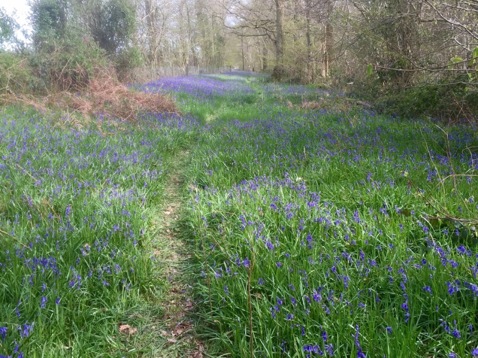 Path through the Bluebells