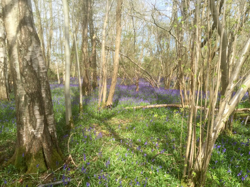 Hazel and Birch woodland coming alive