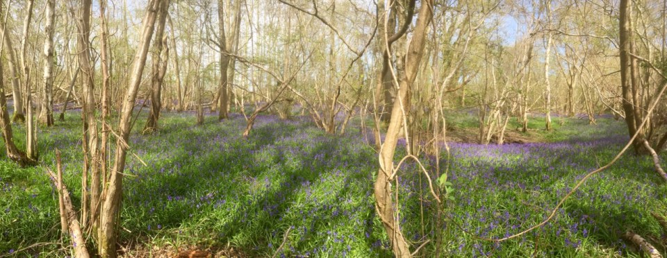 Bluebell Panorama