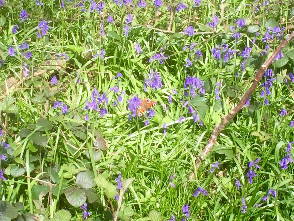 Peacock butterfly collecting nectar