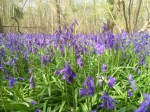 Bluebell close up