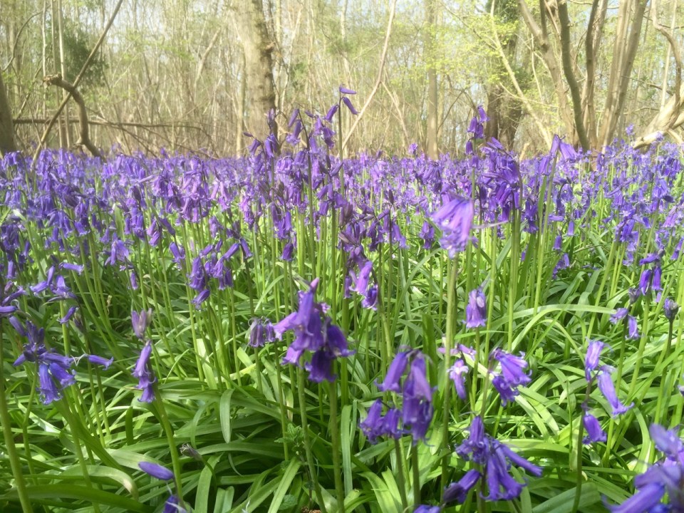 Bluebell close up
