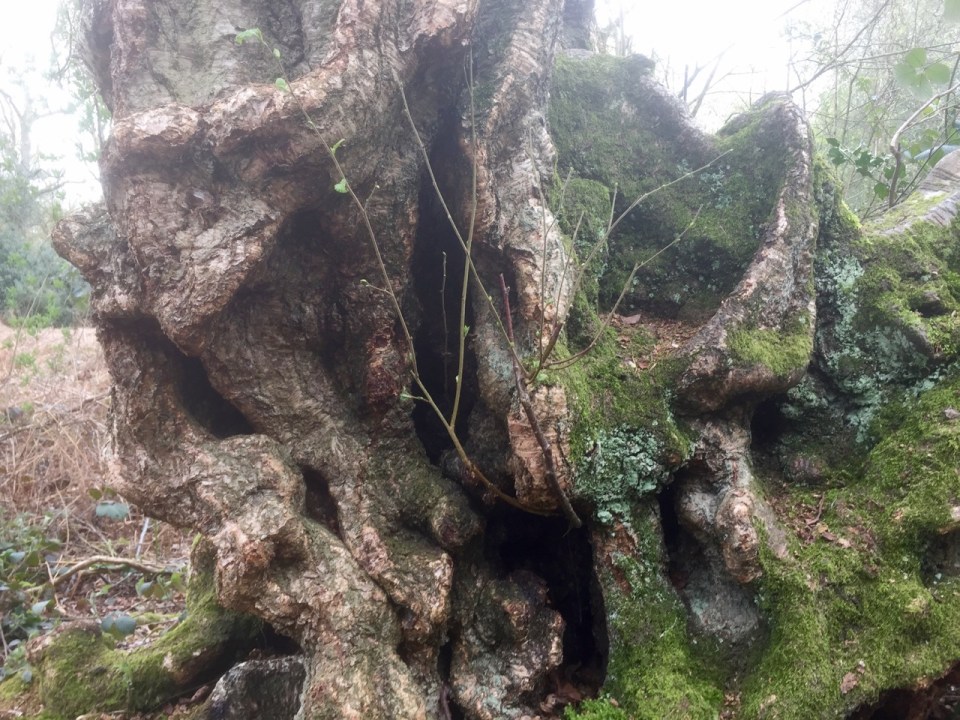 Faerie kingdoms hidden in gnarled trunks