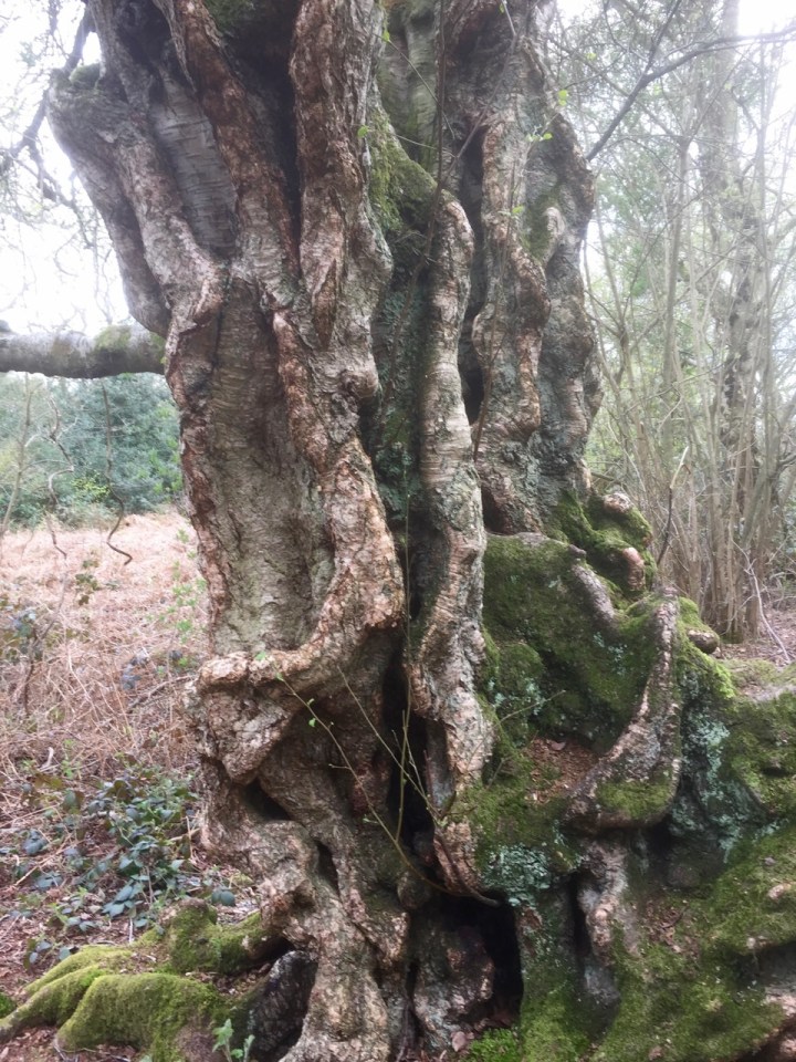 A venerable Silver Birch